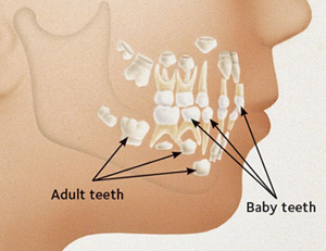 magic dental care Teeth-in-Jaw